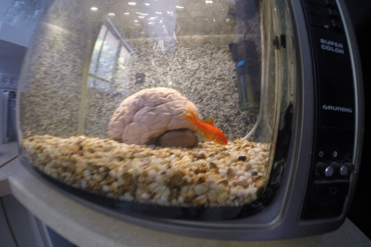 Mind Control Aquaponic Fishtank