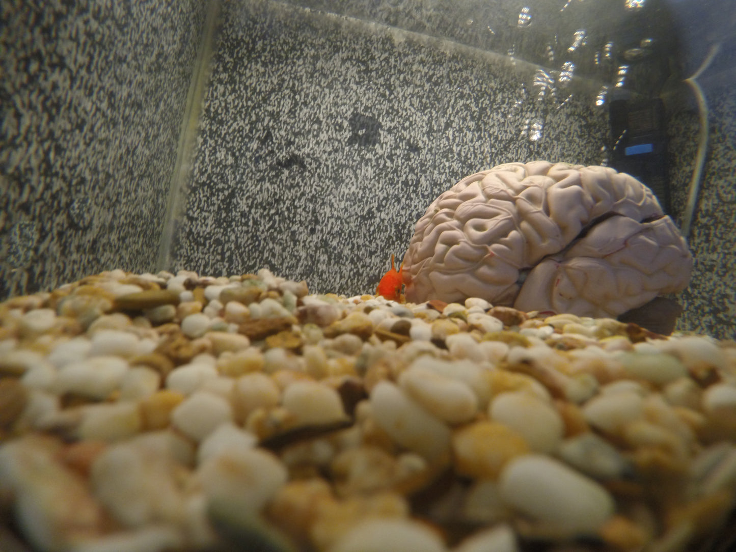Mind Control Aquaponic Fishtank